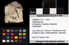 Foto (Objket + Etiketten) von Gastrosacus sp. 